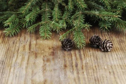 Card branch background cone snowflake Stock Photos