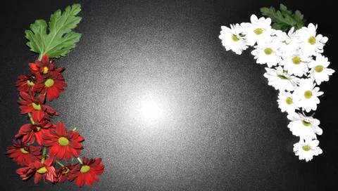 Card with daisies Stock Photos