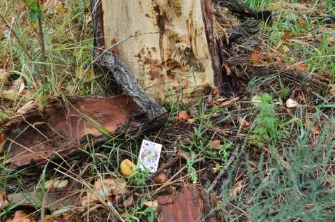 Card King on the tree 스톡 사진