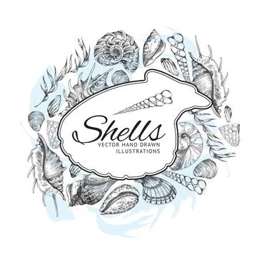 Card or poster with shells and frame for text, engraving vector illustration. Stock Illustration