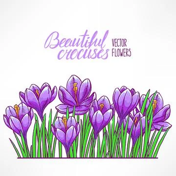 Card with purple crocuses Stock Illustration