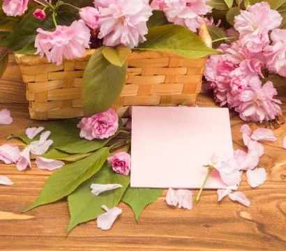 Card with sakura flowers spring Stock Photos