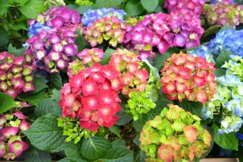 Card texture of hydrangea of mix colors: blue, pink, violet, red and wine hyd Stock Photos