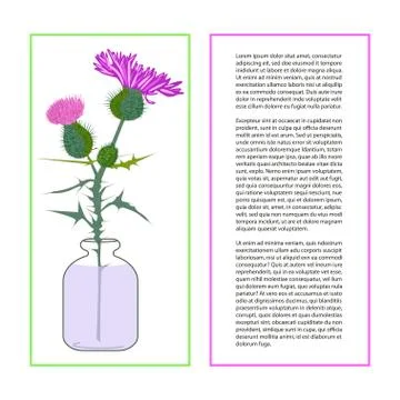 Card with Thistle Flower Stock Illustration