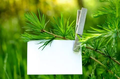 Card on a tree Stock Photos