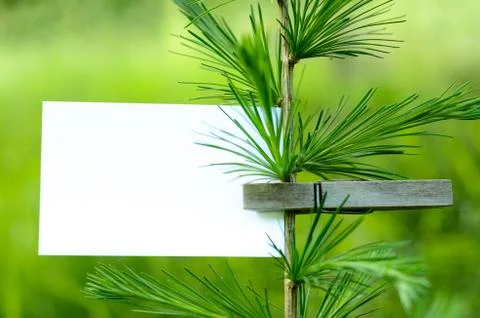 Card on a tree Stock Photos