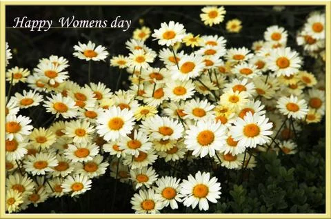 A card for Women's day with withe and yellow flowers and inscription (text). Stock Photos