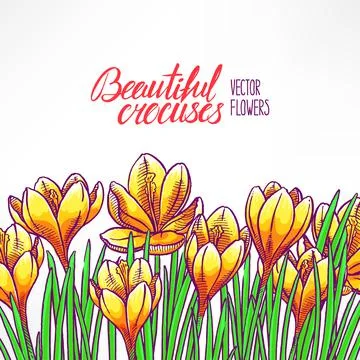 Card with yellow crocuses Stock Illustration