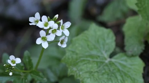 Cardamine amara, known as large bitter-cress, is a species of flowering plant Stock Footage 132815217
