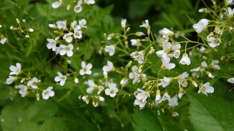 Cardamine parviflora small-core white flower in the field. Stock Footage 78180150