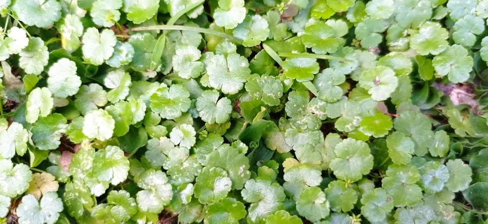Cardamine Stock Photos