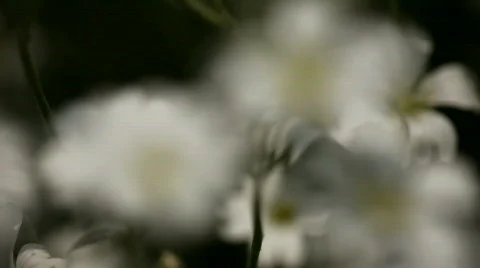 Cardamine pratensis Stock Footage 502141