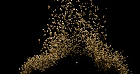 Cardamom, elettaria Cardamomum, spice Exploding against Black Background, Slo Stock Footage 112348641