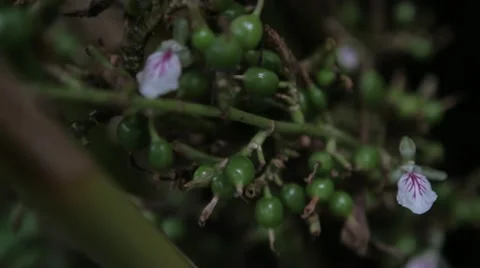 Cardamom Plant Stock Footage 54376740