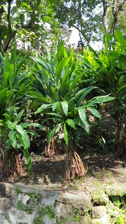 Cardamom plants around Video stock 287436897