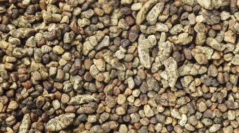 Cardamom seeds Stock Footage 62712600
