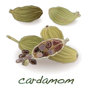 Cardamom  with seeds isolated vector Stock Illustration