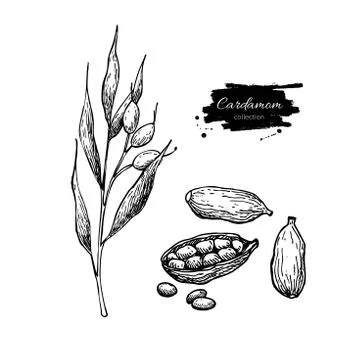 Cardamom vector hand drawn illustration set with plant and seeds Stock Illustration
