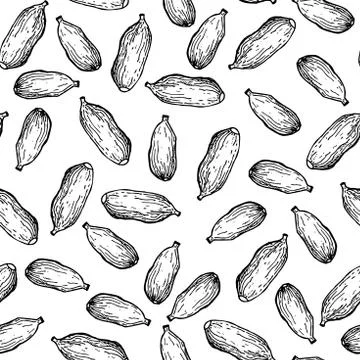 Cardamom vector hand drawn seamless pattern. Isolated spice obje Stock Illustration