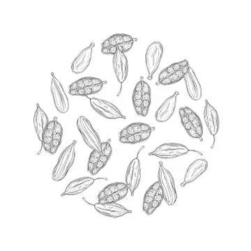 Cardamom.  Vector  illustration. Stock Illustration