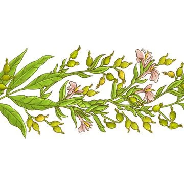 Cardamom vector pattern Stock Illustration