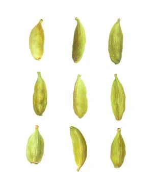 Cardamom on white background Stock Photos