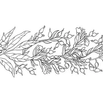 Cardamon Outline Horizontal Seamless Pattern Stock Illustration