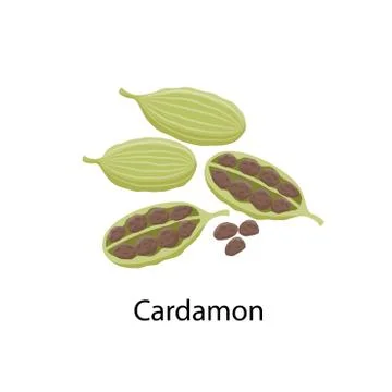 Cardamon spice - vector illustration in flat design isolated on white background 스톡 일러스트