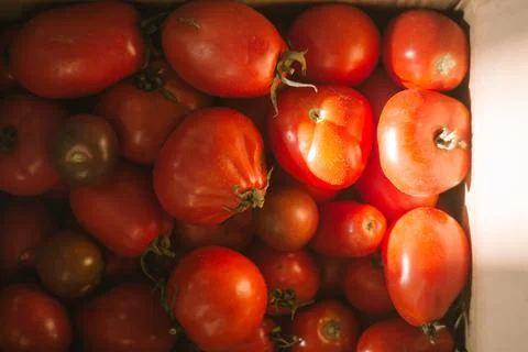 Cardboard box with red tomatoes Stock Photos