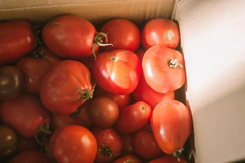 Cardboard box with red tomatoes Stock Photos