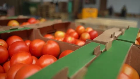 Cardboard boxes filled with ripe tomatoes, ready for sale or shipment, close-up Stock Footage 320400836