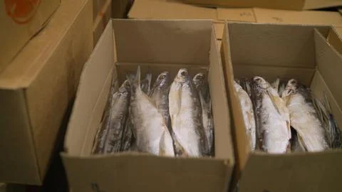 Cardboard boxes with fish inside. Dried fish at the warehouse, inside the box Stock Photos