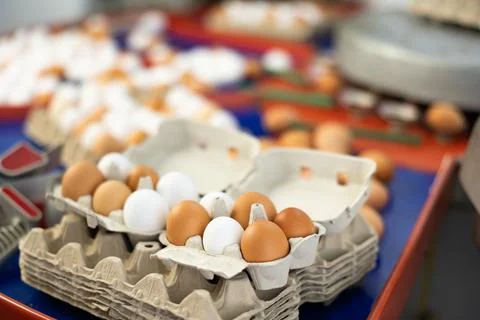 Cardboard trays with chicken eggs on sorting line of poultry farm Stock Photos