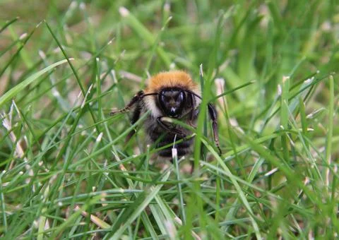 Carder bee in grass Stock Photos