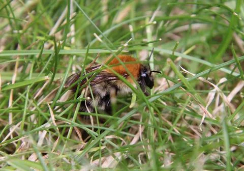 Carder bee in grass Stock Photos