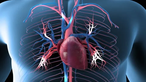 Cardiac Circulation  Overview 스톡 동영상 237745209
