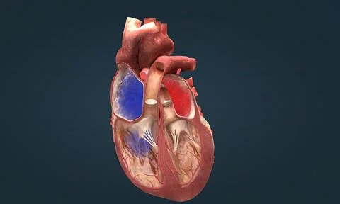 Cardiac Conduction The heart conduction system is the network of nodes, cel.. 库存插图