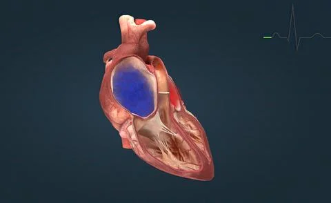 Cardiac Conduction The heart conduction system is the network of nodes, cel.. Illustrazione stock