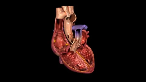 Cardiac Conduction System Stock Footage 70358083