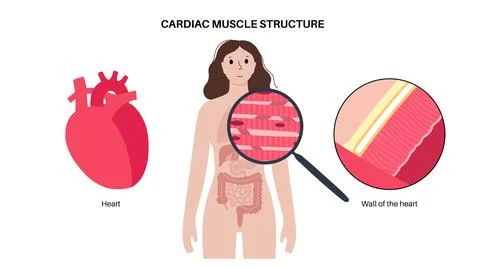 Cardiac muscle tissue Stock Illustration