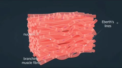 Cardiac muscles Stock Footage 276881418
