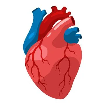 Cardiac muscles tissue with specific function. Medical poster design Stock Illustration