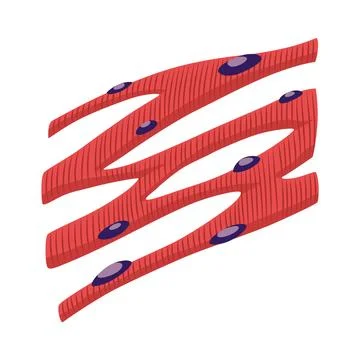 Cardiac muscles tissue with specific function. Medical poster design Stock Illustration