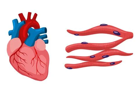 Cardiac muscles tissue with specific function. Medical poster design Stockillustratie