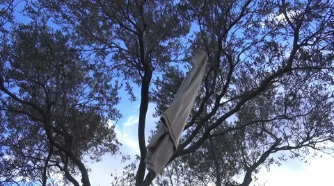 Cardigan Hanging from an Olive Tree Stock Footage 47982488