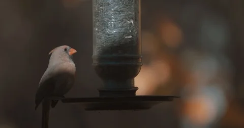 Cardinal 4K 12 Bit Raw Stock Footage 96536121