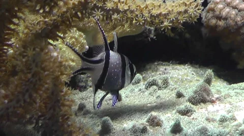 Cardinal Aqurium Fish Video stock 28504358