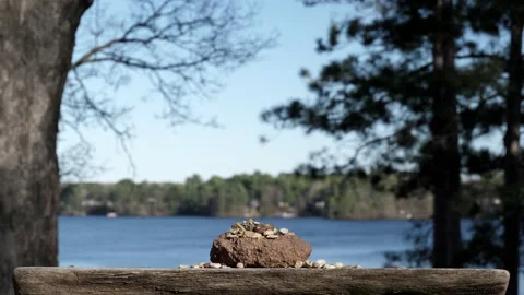 Cardinal arrives at lakeside to get something to eat. Video stock 148676222