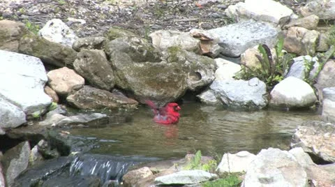 Cardinal bath Stock Footage 11115561