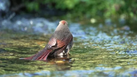 Cardinal bathes in clear water at a stream in the early morning light Vídeo Stock 334320237